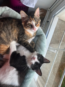 Photo de galerie - Mes deux chats 