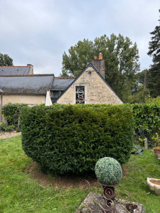 Photo de galerie - Taille de petite haie 