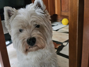 Photo de galerie - Je garde juillet et août a votre chat à votre domicile 