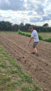 Photo de galerie - Plantation de bulbes de safran 