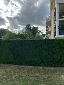 Photo de galerie - Taille de haies 