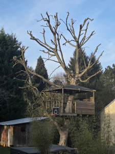 Photo de galerie - élagage d'un noyers anciennes coupes avec une cabane intégré 