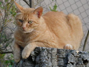 Photo de galerie - Ma passion les animaux