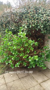 Photo de galerie - Taille et remise en état d'un hortensia ??