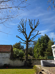 Photo de galerie - élagage d'un chêne. 