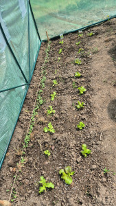 Photo de galerie - Potager 