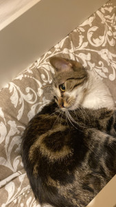 Photo de galerie - Chat 