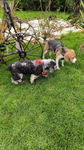 Photo de galerie - Suly et lyli très agréable et adorable les deux de la même maîtresse 