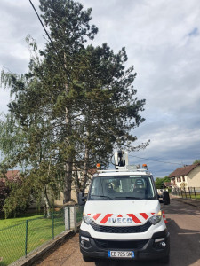 Photo de galerie - élagage de branche dans les câbles 