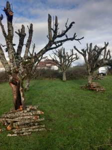 Photo de galerie - Elagage d arbres 