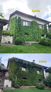Photo de galerie - Coupe sévère et délimitation d'une vigne qui soulevait les tuiles. 