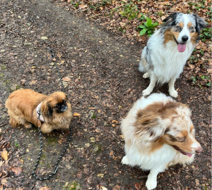 Photo de galerie - Garde animaux