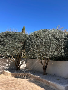 Photo de galerie - Taille d’olivier 