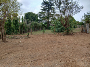 Photo de galerie - Tonte de pelouse - Débroussaillage