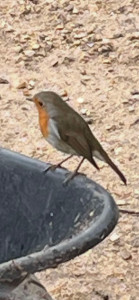 Photo de galerie - Oiseau