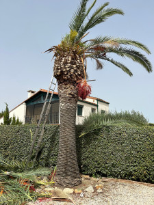 Photo de galerie - Abattage d'un palmier, découpe en tronçons, évacuation.
Sensibilité du chantier, le palmier était placé très proche de la maison et des haies.