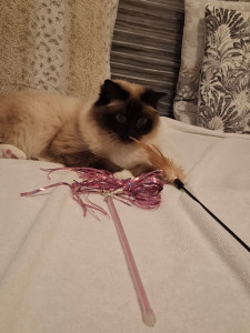 Photo de galerie - Garde chat