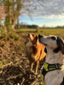 Photo de galerie - Je garde sur mon temps libre vos toutous
