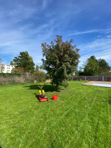 Photo de galerie - Tonte et évacuation des déchets verts avec tondeuse autotracté 