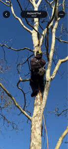 Photo de galerie - Démontage platane 