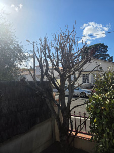 Photo de galerie - Elagage et coupe d'arbres