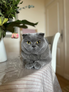 Photo de galerie - Mistigri