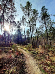 Photo de galerie - La plaine des Biges à Saint-Médard-en-Jalles, le paradis pour les promenades