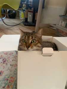 Photo de galerie - Hécate mon chat 