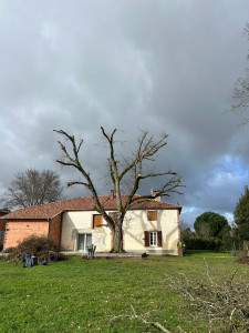 Photo de galerie - Elagage et coupe d'arbres