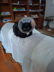 Photo de galerie - Garde chat