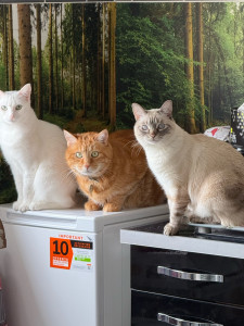 Photo de galerie - Garde animaux