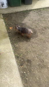 Photo de galerie - Yorkshire de 14ans ☺️