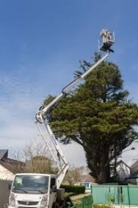 Photo de galerie - Elagage et coupe d'arbres