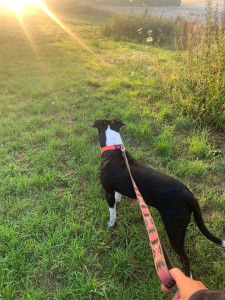 Photo de galerie - Garde chien