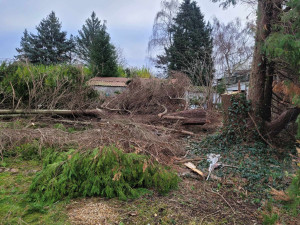 Photo de galerie - Demontage résineux 