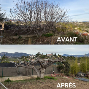 Photo de galerie - Taille d'un figuier avec évacuation des déchets et débroussaillage. 