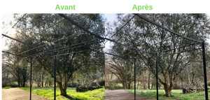 Photo de galerie - Taille de haies et d'arbustes