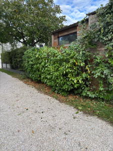 Photo de galerie - Réduction de la hauteur de la haie et taillage sur la longueur 