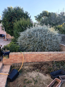 Photo de galerie - Taille de haies et d'arbustes