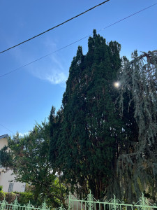 Photo de galerie - Réalisation sur cette arbre de branche qui allez dépasser 