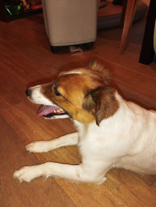 Photo de galerie - Garde chien