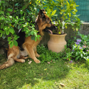 Photo de galerie - Lotso... comme chez lui...