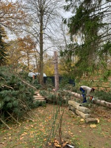 Photo de galerie - Abattage arbre 15 mètres et coupe 