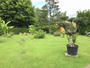 Photo de galerie - Tonte de pelouse à l’anglaise et taille de buisson et petits arbres.