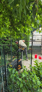 Photo de galerie - Taille de haies et d'arbustes