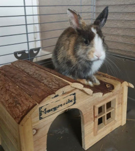 Photo de galerie - Garde de la lapine Marguerite durant 3 semaines chez le petsitter