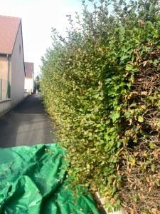 Photo de galerie - Avant la taille