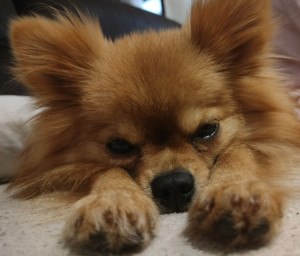 Photo de galerie - Petite louloute que j'ai gardée pendant que ses propriétaires étaient en déplacement. Moment câlin et papouille ! 