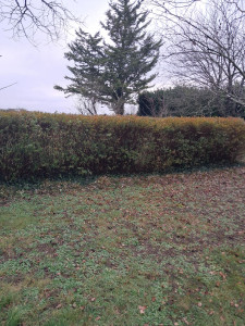 Photo de galerie - Haie en mauvais état remis au goût du jour 