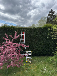 Photo de galerie - Taille de haies